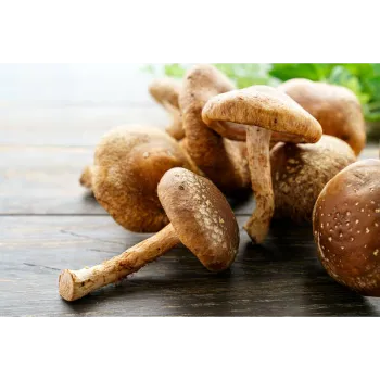 Organic Mushroom